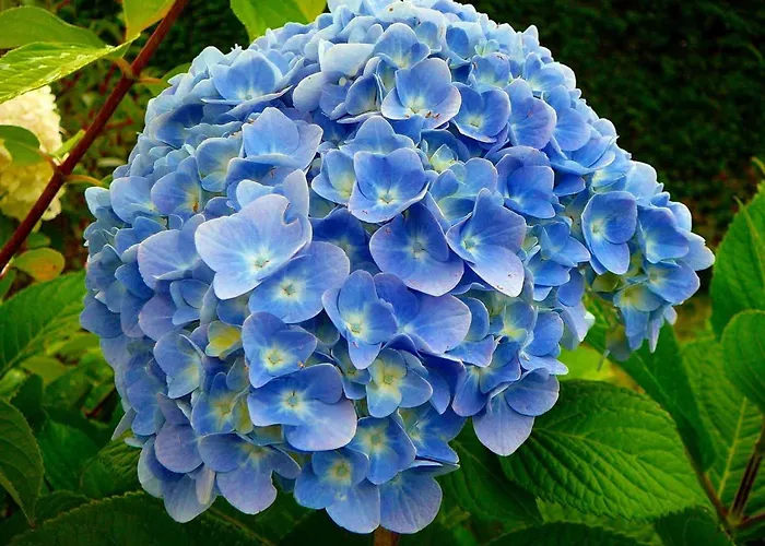 Διαμέρισμα Character 2br Upper Retreat With Bbq Terrace Parking *